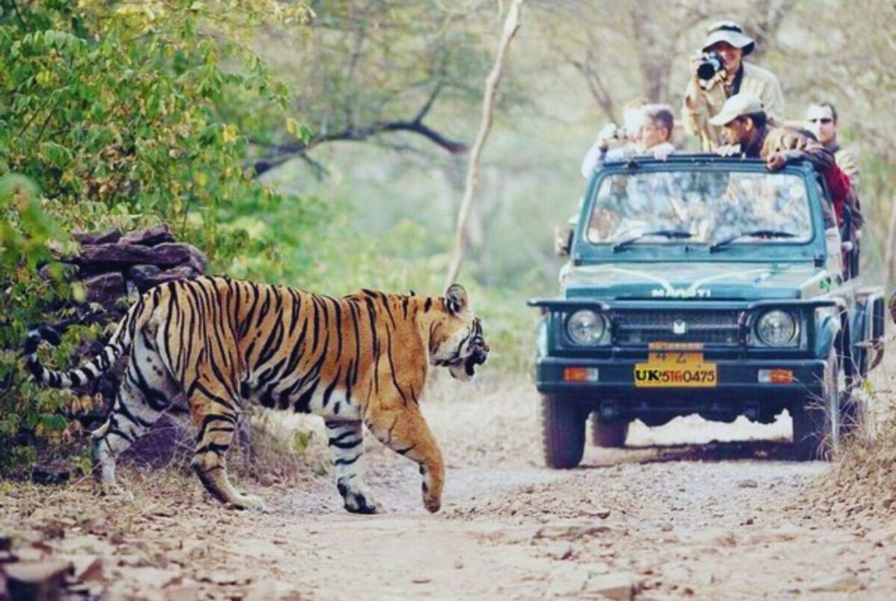 Jungle Safari in Rishikesh