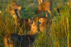 Jhilmil Jheel Conservation Reserve- Jungle Safari in Rishikesh