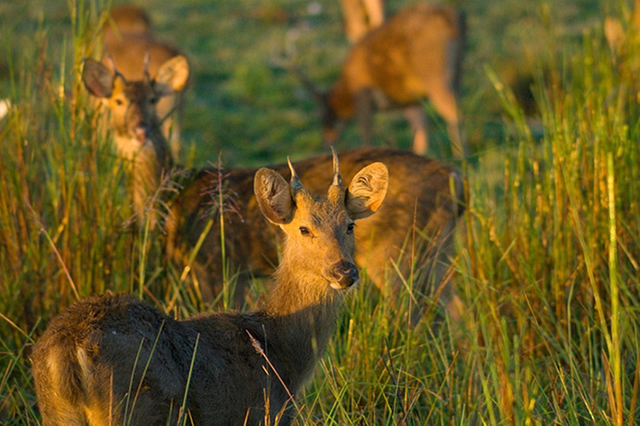 Jhilmil Jheel Conservation Reserve- Jungle Safari in Rishikesh