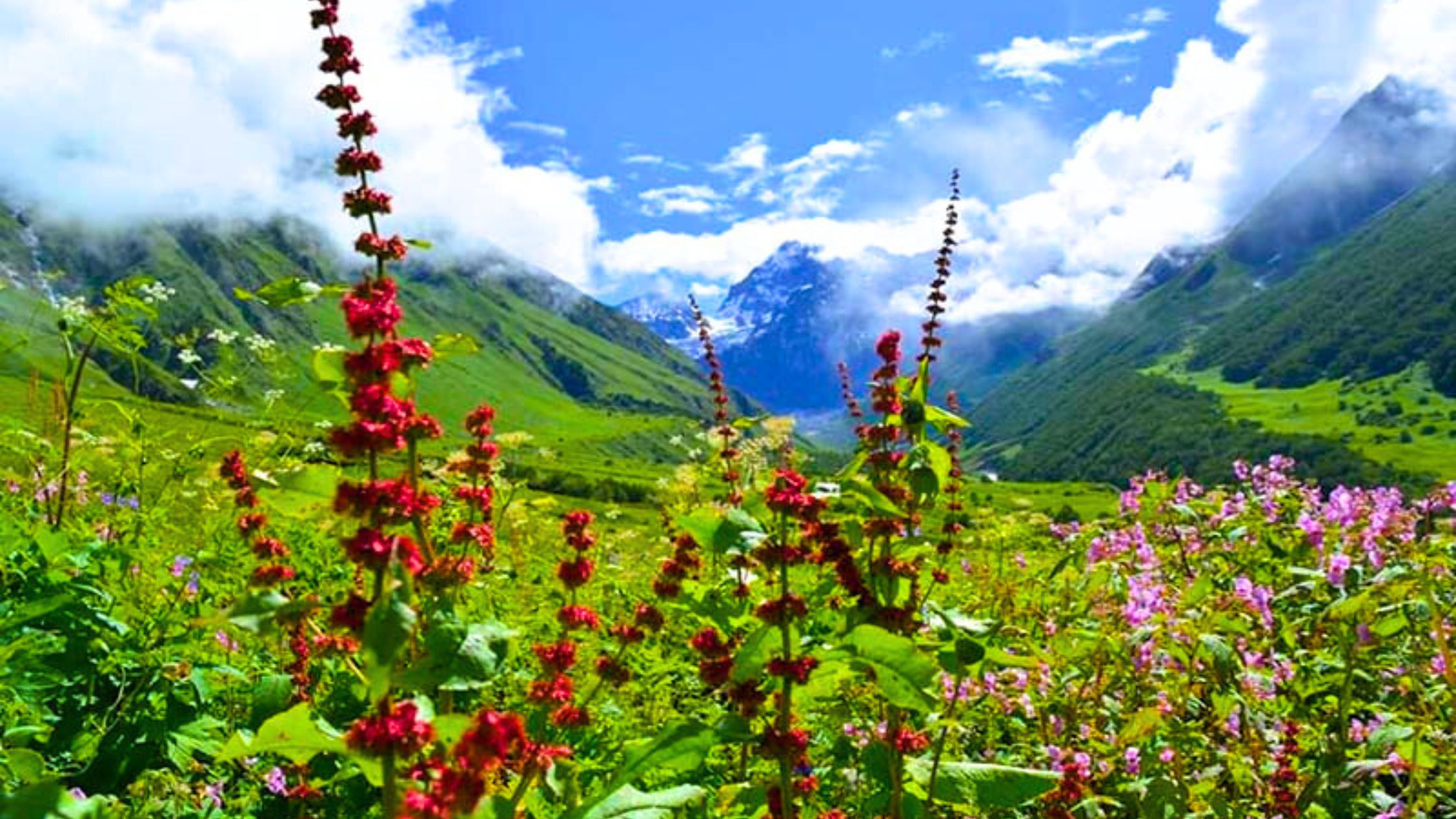 Valley of Flowers Trek- Trekking in Rishikesh